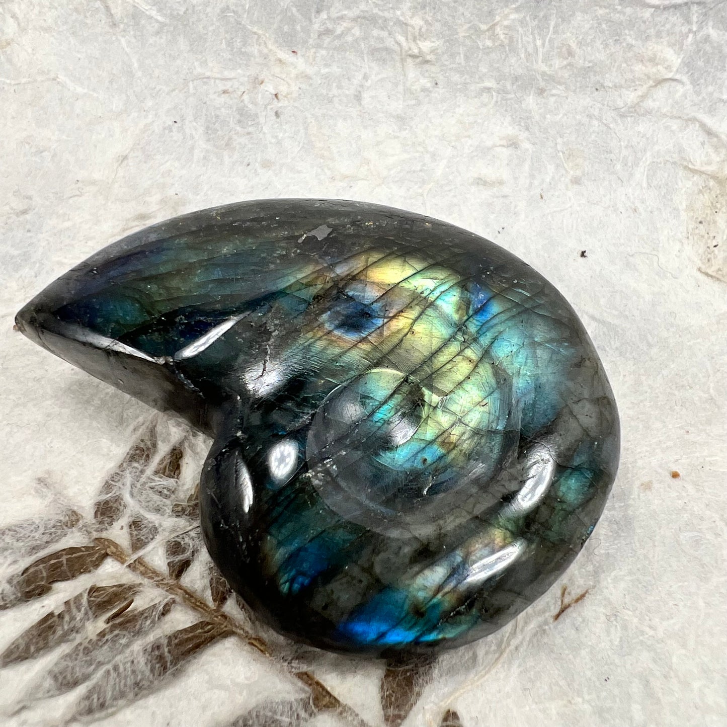 Labradorite Ammonite