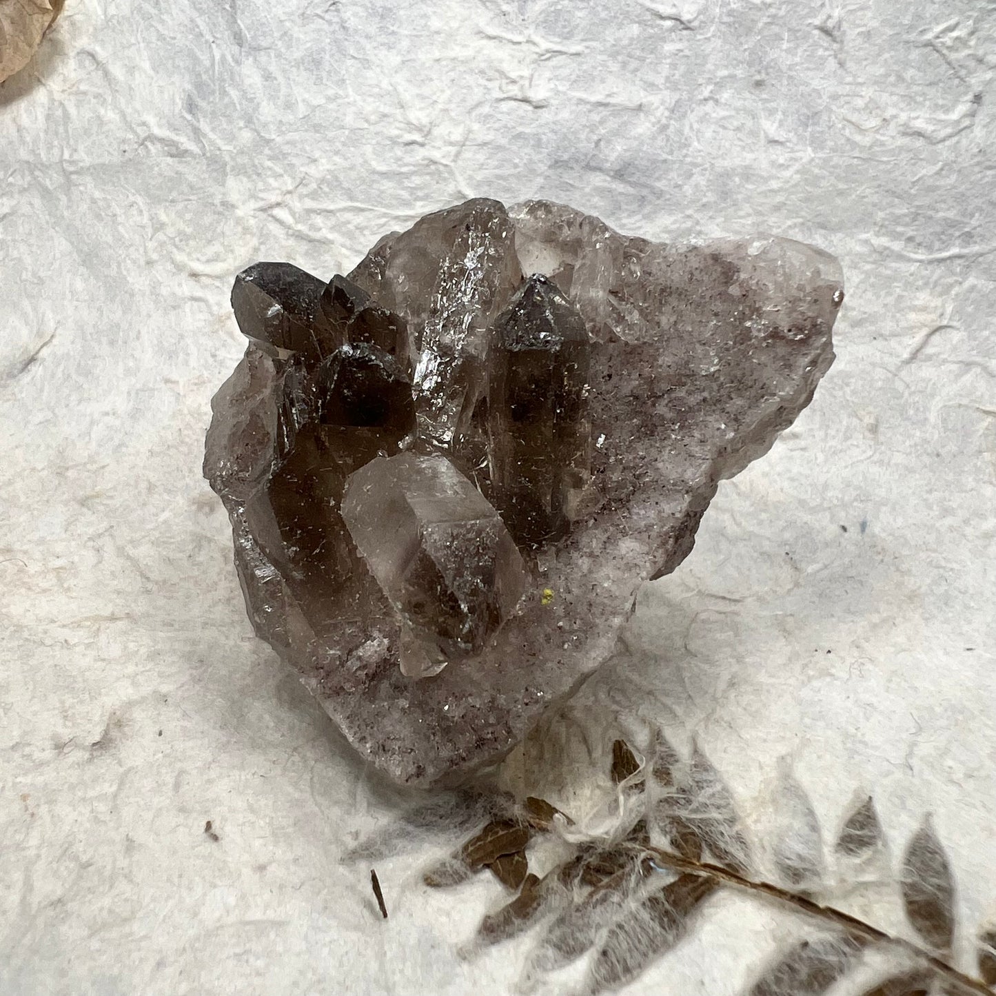 Raw Smoky Phantom Quartz