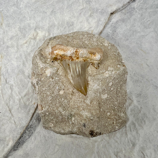 Fossilised Shark Tooth in Matrix