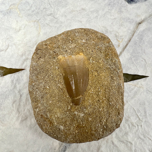 Mosasaur Tooth in Matrix