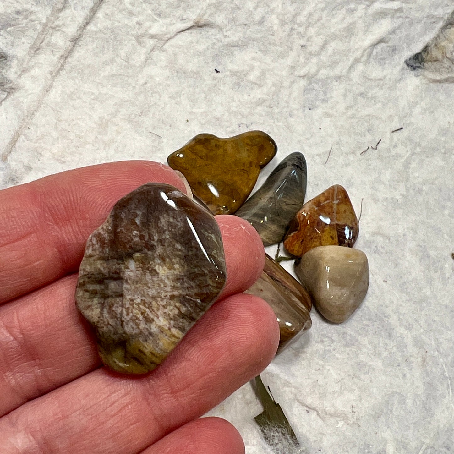 Petrified Wood Tumblestone