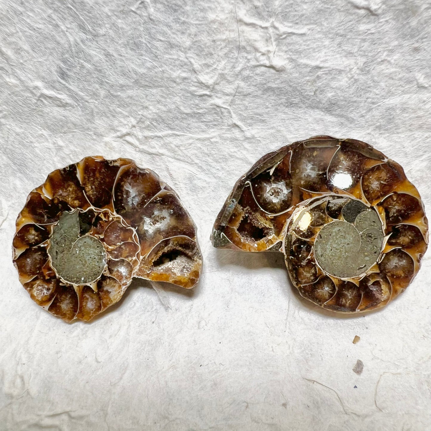 Ammonite Pair