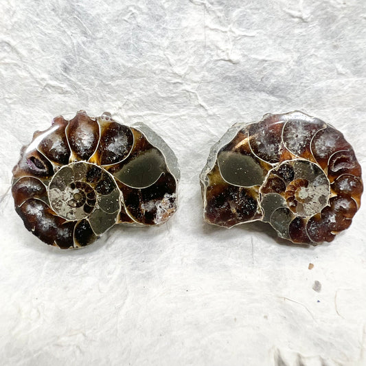 Ammonite Pair