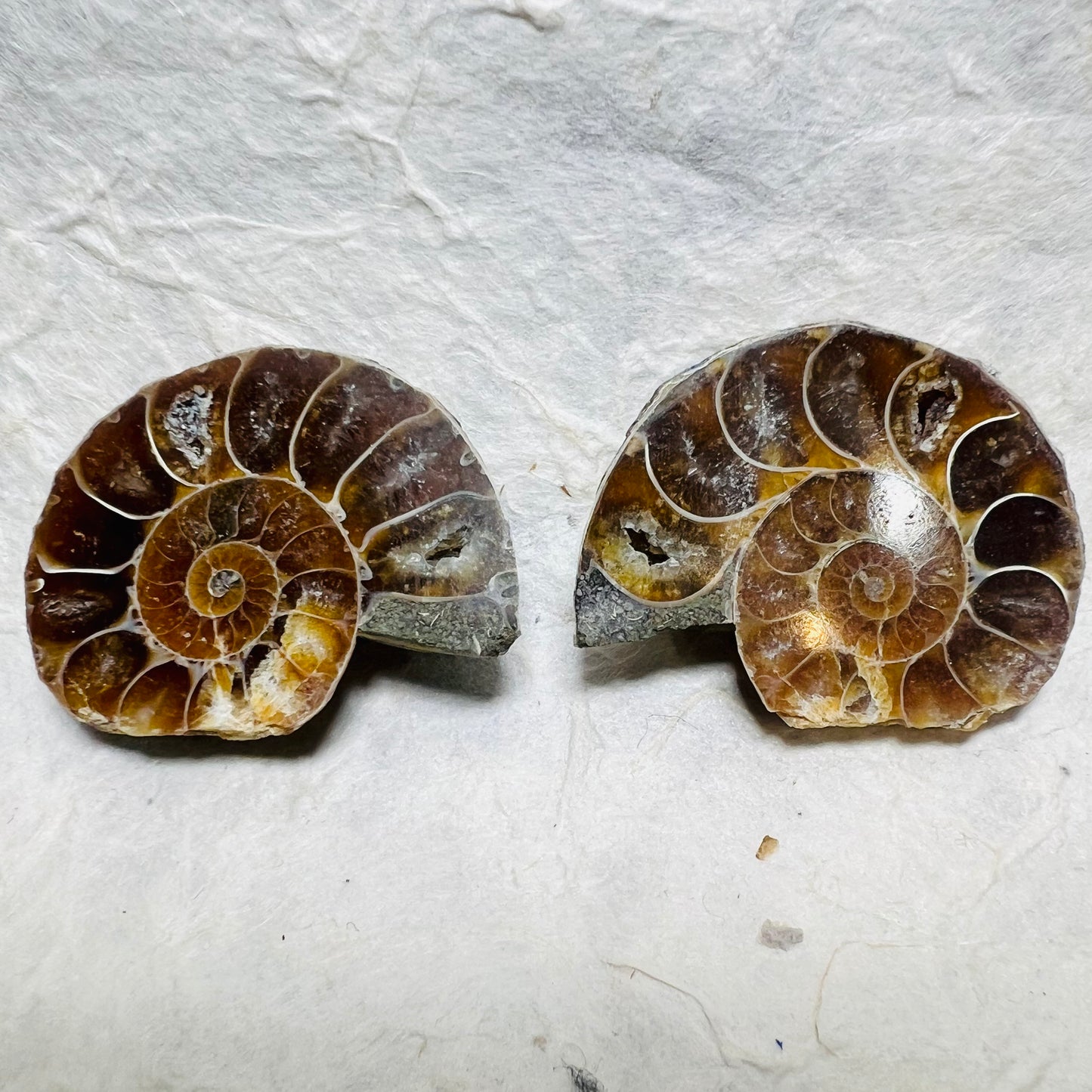 Ammonite Pair