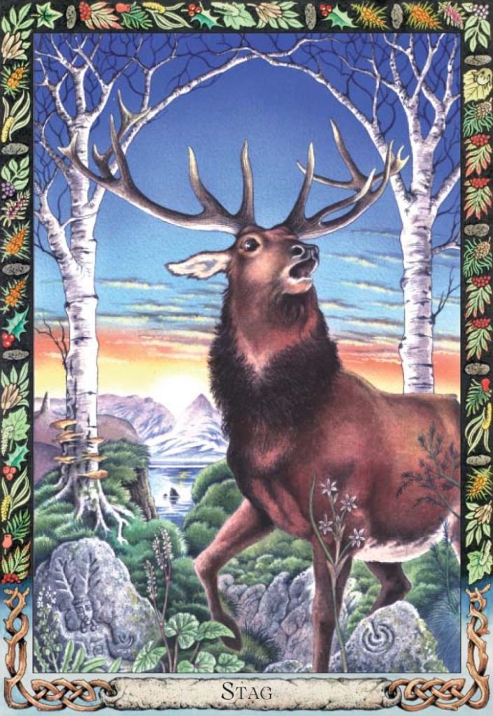 The Druid Animal Oracle (Deck only) Cards